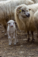 Obraz premium Young lambs in the mountains of Romania