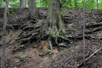 roots of an old tree