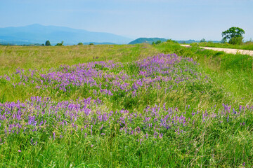 Obraz premium Amazing mountain view of the blooming meadow and rural road on the mountain Rtanj, Serbia 