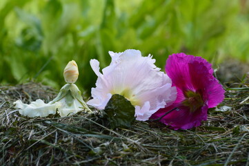 pupae mallow flowers in the hay