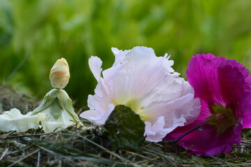 pupae mallow flowers in the hay