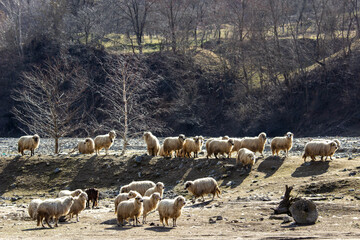 Flock of sheep