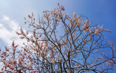 tree branches full of flower against blue sky