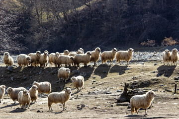 Flock of sheep on the pasture