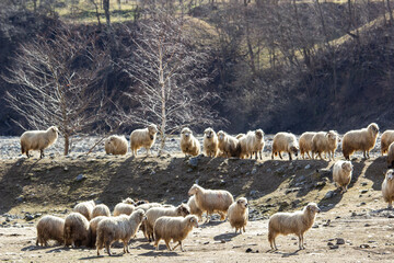Flock of sheep on the pasture