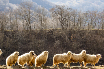 Flock of sheep