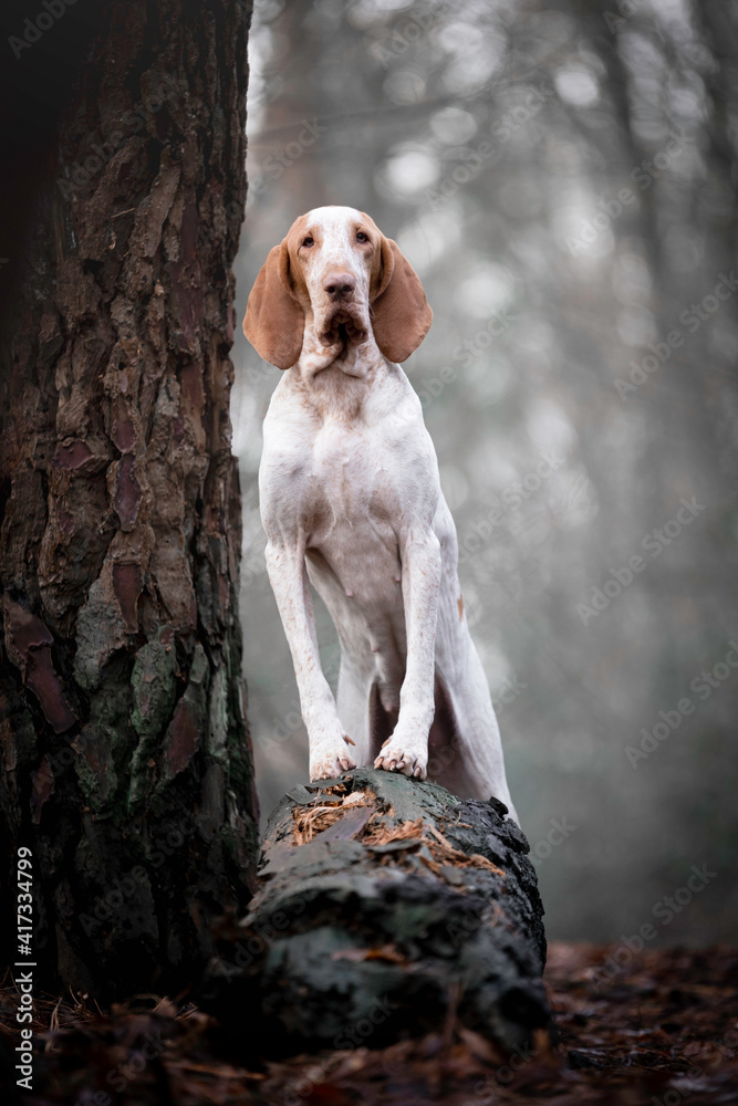 Wall mural Bracco Italiano standing on a log