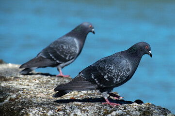 Beautiful pigeons on a stone slab, on the water's edge