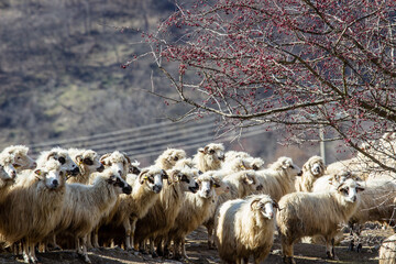 Sheep in the pasture