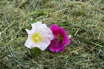 pupae mallow flowers in the hay