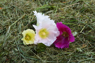 pupae mallow flowers in the hay