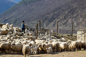 Sheep in the pasture
