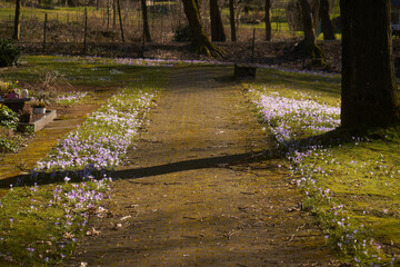 Path on graveyard with flowers