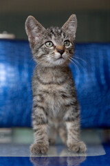 Shorthair tabby kitten on a blue background