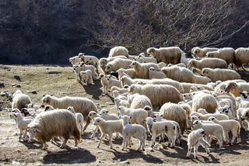 Sheep in the pasture