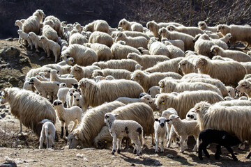 Young lambs in the pasture