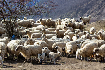 Flock of sheep on the pasture