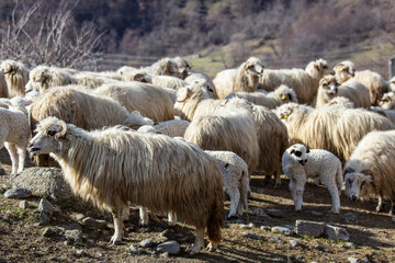 Sheep in a pasture