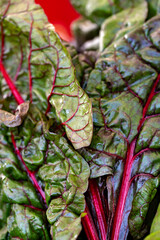 Red chard leaves with green and red colours