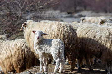 Sheep in the pasture