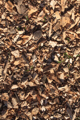 Holzspäne ,Holzschnitzel, Rindenmulch , Bodenbelag, Hintergrundbild
