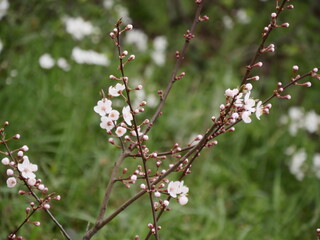 First blossoms of spring