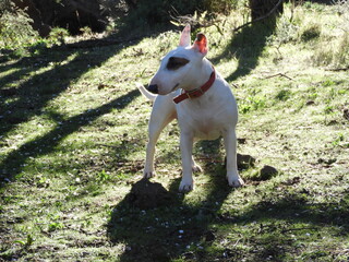 jack russell terrier