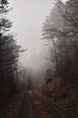 Waldweg im Nebel im November, Waldspaziergang ohne Menschen	