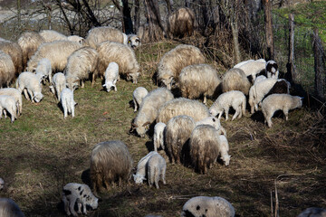 Fototapeta premium Sheep in the pasture