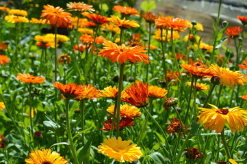orange marigold a lot on the field