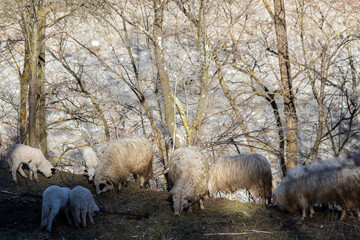 Flock of sheep in the mountains, Romania