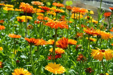 orange marigold a lot on the field