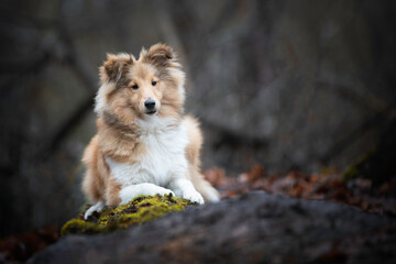 Young Sheltie boy lying down on a log in the forest