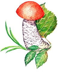watercolor drawing boletus, element, mushroom