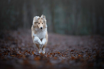 7 month old Shetland Sheepdog puppy running in the forest
