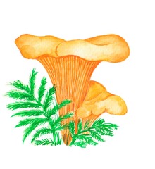 watercolor drawing chanterelle mushroom, element, mushroom