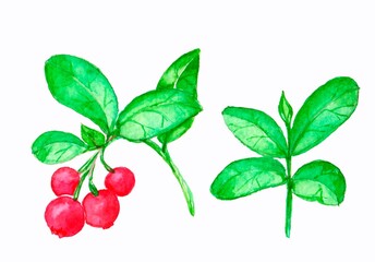 watercolor drawing, element, berry, isolated
