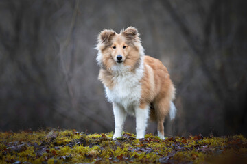 Shetland Sheepdog male standing in the forest