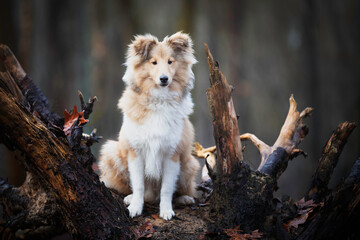 Young Sheltie boy sitting in a tree