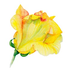 watercolor drawing, yellow rose, white background, bud, botany