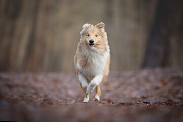 Shetland Sheepdog boy puppy running 