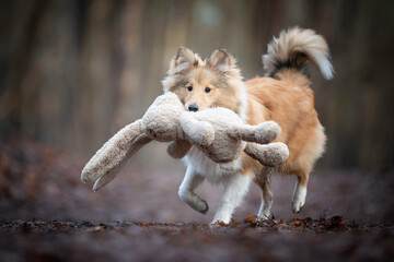 Shetland Sheepdog puppy playing with a toy 