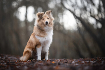 Beautiful young Sheltie male sitting in the forest with backlight