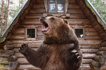 Foto auf Acrylglas Brown grizzly bear widely open mouth near a wooden house. collage © Вячеслав