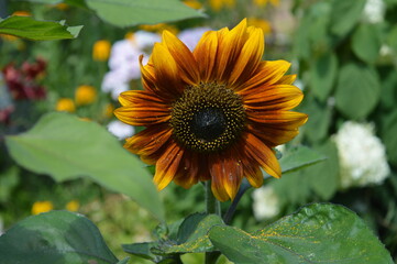 decorative sunflower