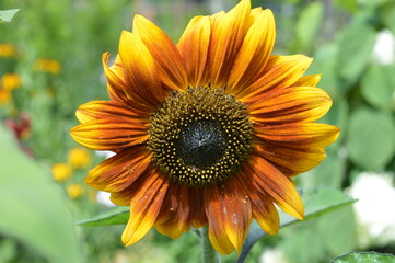 decorative sunflower