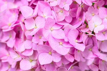 Pink Hydrangea background. Hortensia flowers surface.