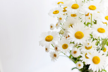 Bouquet of daisies on  light background