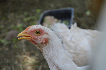 chicken