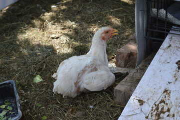 range chicken in farm